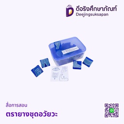 สื่อการสอน ตรายางชุดอวัยวะ