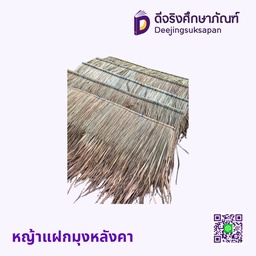 หญ้าแฝกมุงหลังคา