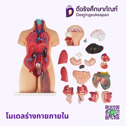 หุ่นจำลองร่างกายมนุษย์ KANG XUAN
