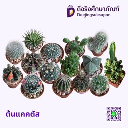 ต้นแคคตัส