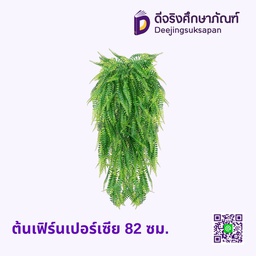 ต้นเฟิร์นเปอร์เซีย 82 ซม.